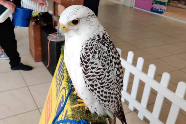 Wise Owls fly into Crystal Peaks for the half term holiday