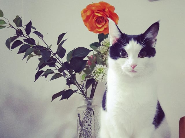 Cass Gee rescued her two-year-old cat called Willow six months ago. She said: "She has been my best friend and I couldn't imagine life without her now, she has helped combat isolation from family and friends and has given me someone to talk to. Adopt, don't shop, if you can."