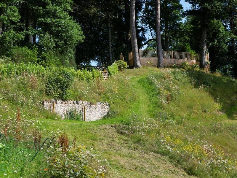 Wild meadow.