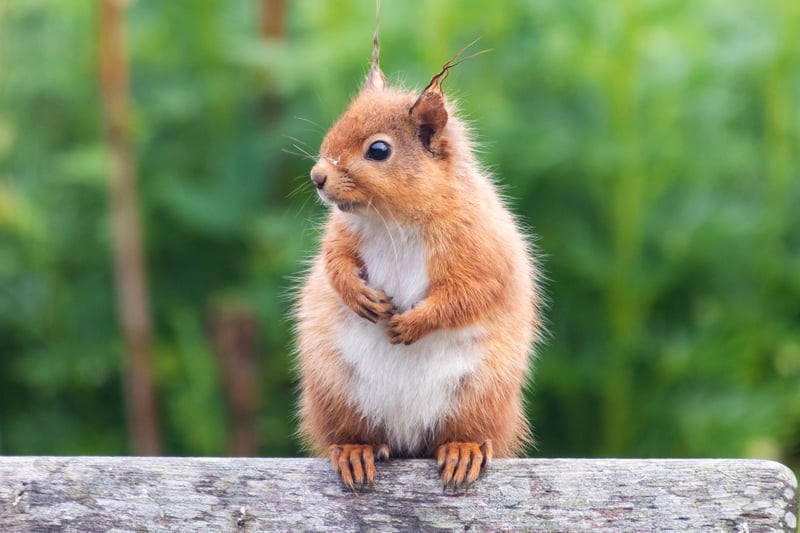 A cute squirrel takes a rest on a piece of wood. He doesn't appear to have a care in the world!