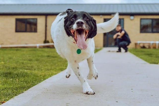 "Where there is fun, there is Scooby" - This adorable Labrador Retriever crossbreed is a bundle of energy. 10-year-old Scooby is looking his forever home to enjoy the fruits of life in.
