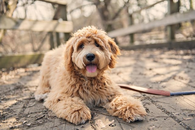 The immensely popular Labradoodle breed is second on the list for damage, with an average cost of £240 per year for unlucky owners.