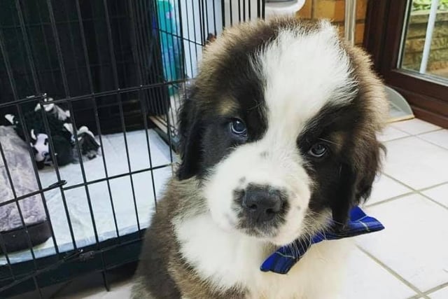 Bear, the St Bernard, pictured when he was brought home to Roxy at the end of July. He is now seven months old and "a whole lot bigger and heavier than me," she said. "But we wouldn't change him for the world."