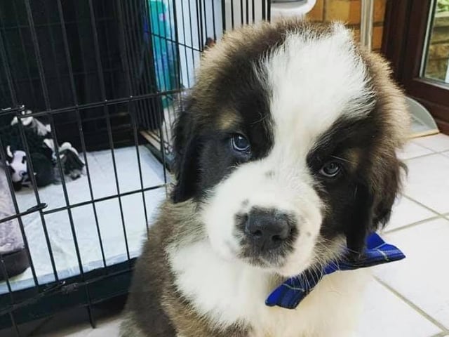 Bear, the St Bernard, pictured when he was brought home to Roxy at the end of July. He is now seven months old and "a whole lot bigger and heavier than me," she said. "But we wouldn't change him for the world."