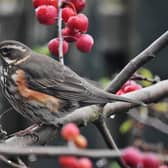 Redwing taken by Ray Sykes of Todwick