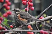 Redwing taken by Ray Sykes of Todwick