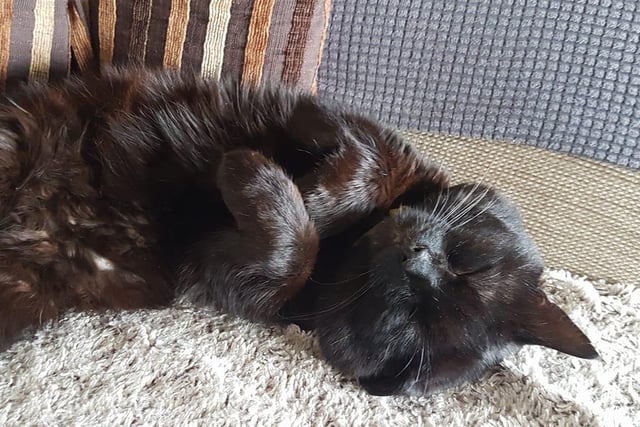Debbie Saunders' cat Harry is one of five black cats at home