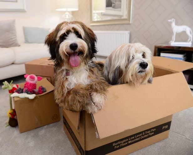 A couple of dogs, Doris and Dudley, in a show home