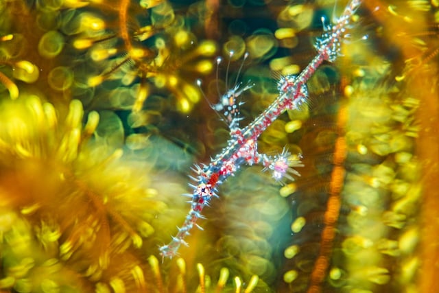 Alex Mustard (UK) finds a ghost pipefish hiding among the arms of a feather star. Alex had always wanted to capture this image of a juvenile ghost pipefish but usually only found darker adults on matching feather stars. His image conveys the confusion a predator would likely face when encountering this kaleidoscope of colour and pattern. The juvenile’s loud colours signify that it landed on the coral reef in the past 24 hours. In a day or two, its colour pattern will change, enabling it to blend in with the feather star.
