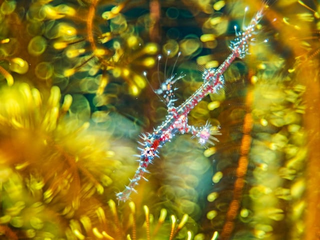 Alex Mustard (UK) finds a ghost pipefish hiding among the arms of a feather star. Alex had always wanted to capture this image of a juvenile ghost pipefish but usually only found darker adults on matching feather stars. His image conveys the confusion a predator would likely face when encountering this kaleidoscope of colour and pattern. The juvenile’s loud colours signify that it landed on the coral reef in the past 24 hours. In a day or two, its colour pattern will change, enabling it to blend in with the feather star.