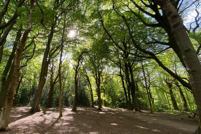 -Ecclesall Woods
