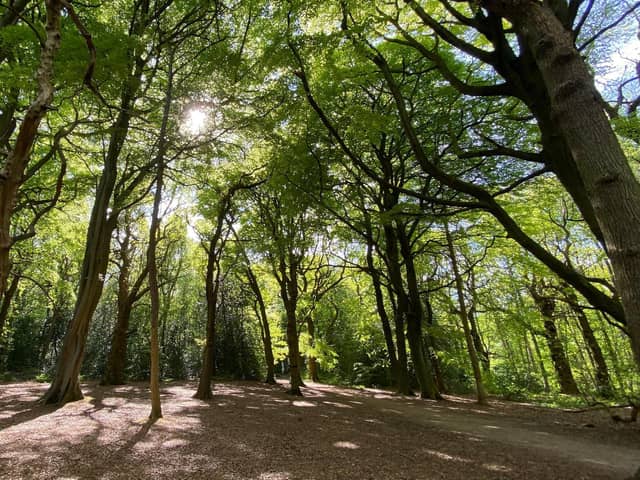 -Ecclesall Woods