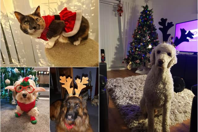 Readers have been spreading the Christmas joy with their Santa Paws pictures.