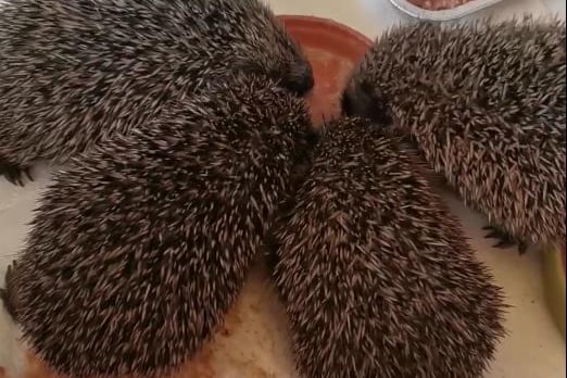 A family of hedgehogs get the Cheryl Martins treatment, seen here tucking into their food at the Mansfield Wildlife Rescue Centre