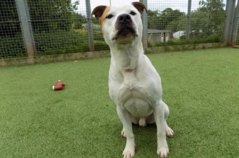 Patch is a 4-year-old staffy that is looking for his owner to take home on nice long walks and give him all the attention he deserves - and just look at that face. So handsome.