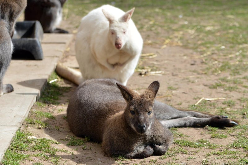 The wallabies are used to visitors roaming their enclosure