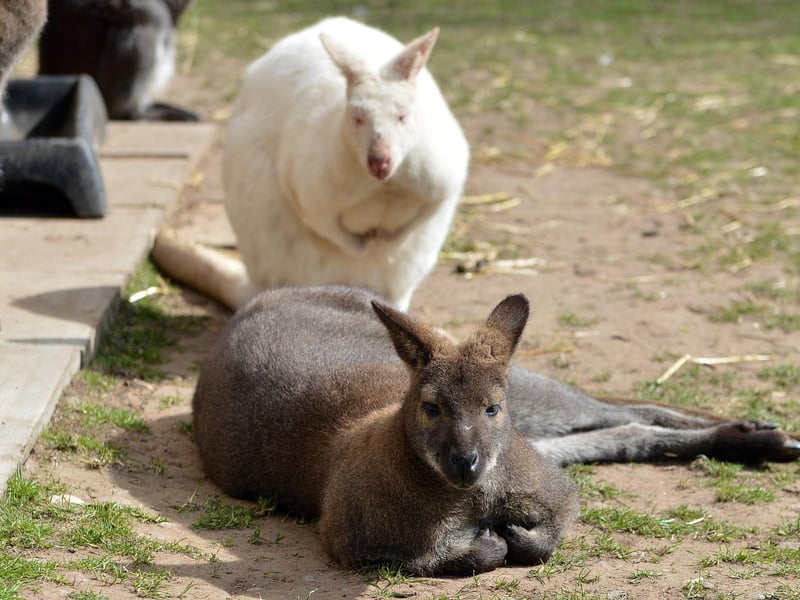 The wallabies are used to visitors roaming their enclosure