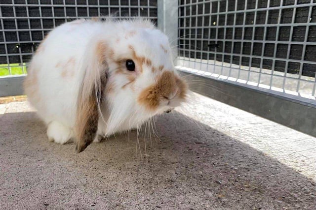 Mash is a very inquisitive young rabbit who loves to see what's going on. He loves his food and enjoys fresh vegetables.