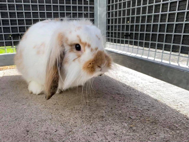 Mash is a very inquisitive young rabbit who loves to see what's going on. He loves his food and enjoys fresh vegetables.