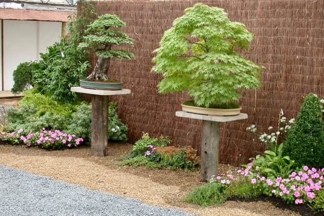 Bonsai on display in a garden John Hanby created for one of his bonsai exhibitions at his former nursery near Barnsley.