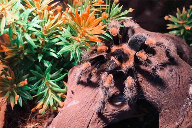 Afraid of spiders? Not if you're Emma Swinton. She keeps a baby Mexican red knee tarantula, currently nameless! They can grow from 12.7 to 14 cm in length.