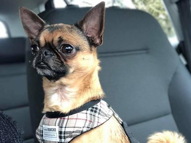 Bec Jade shared this adorable photo of her dog Joey.