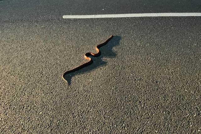 A snake on the loose on Marchwood Road in Stannington, Sheffield, where attempts to rescue the reptile on Thursday were unsuccessful. Photo by Oliver Leaver-Smith