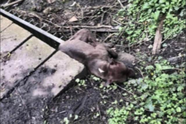 A Staffordshire Bull Terrier was found dead near to Shirtcliff Brook off Goathland Drive in Woodhouse in Sheffield on April 17.