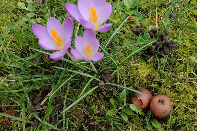 Spring crosuses meet Autumn acorns by Catherine Langan