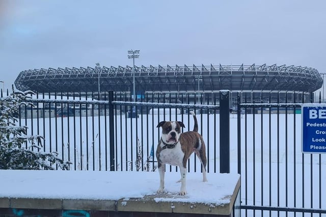 Mikey McDade's dog Angus poses outside a very snowy Murrayfield this morning.