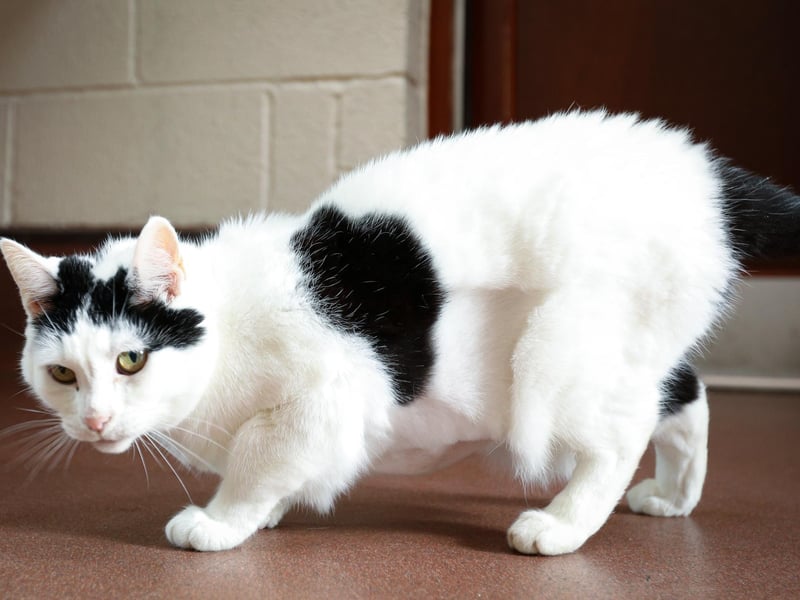 Hallie loves fuss and attention yet also enjoys her own company. She has been at the Ark for a fair while and is in desperate need for a calm and loving owner to look after her. She is 13 years old and independent so cannot live with other cats and dogs. Experience with other cats is preferred if you are looking to adopt this gorgeous girl and you cannot live in the Catisfield area.