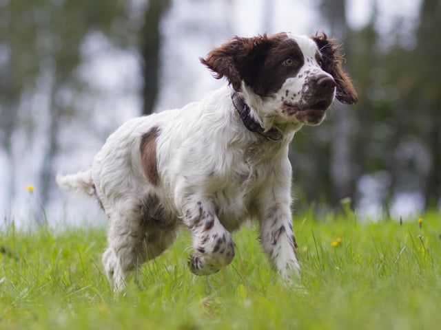 The popular Spring Spaniel followed closely behind, taking third place in the ranking