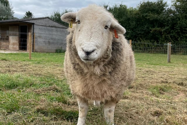 Meet Hilda the Herdwick sheep who joined Manor Farm in 2017 from a commercial flock as she was too deformed to breed from. She has a twisted neck and spine, and is too skinny to go to market for meat. Initially very shy, she’s now one of the most forward sheep at the sanctuary and regularly bosses the other girls around to make sure the she stays at the front of the gang for anything nice that might be heading their way!