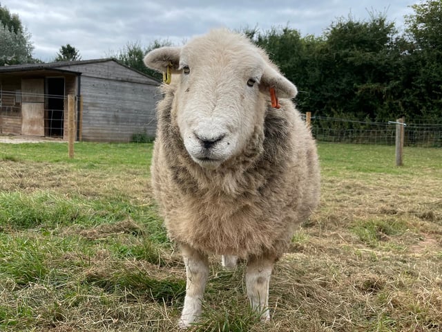 Meet Hilda the Herdwick sheep who joined Manor Farm in 2017 from a commercial flock as she was too deformed to breed from. She has a twisted neck and spine, and is too skinny to go to market for meat. Initially very shy, she’s now one of the most forward sheep at the sanctuary and regularly bosses the other girls around to make sure the she stays at the front of the gang for anything nice that might be heading their way!