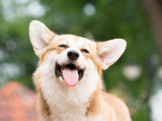 Lola ranked as the fourth most popular female dog name, with Max ranking fourth for males.
