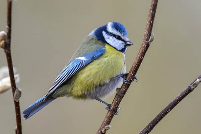Blue tits visited 75.8% of South Yorkshire gardens in 2020.