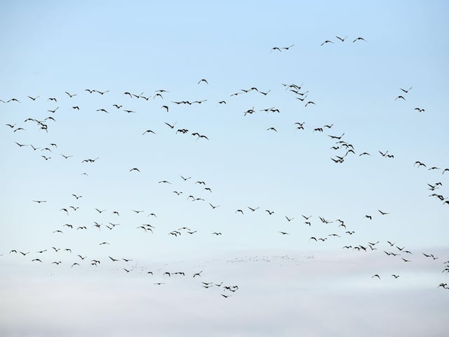 Pink-footed geese gather at Montrose Basin.