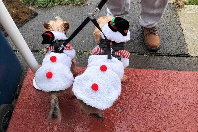 Rusti and Poppy are wrapped up and warm for walkies in their snowman coats.
