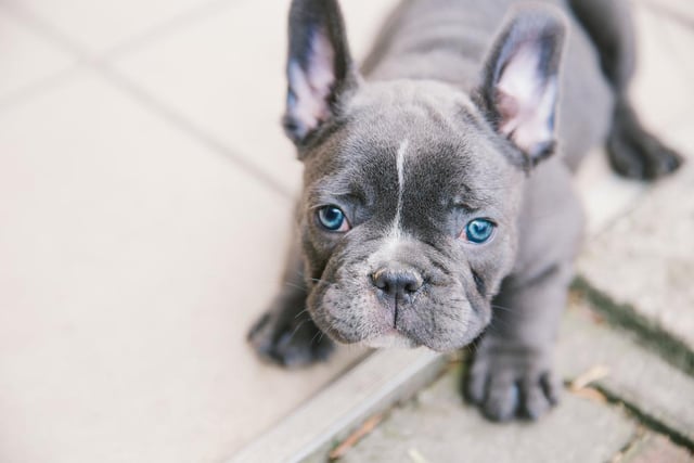 The ultimate companion, the French bulldog has increased in popularity over the last five years and it seems so has the price tag. increased 52% to £1,230 this year from £809 last July, making them one of the most expensive breeds on the list.