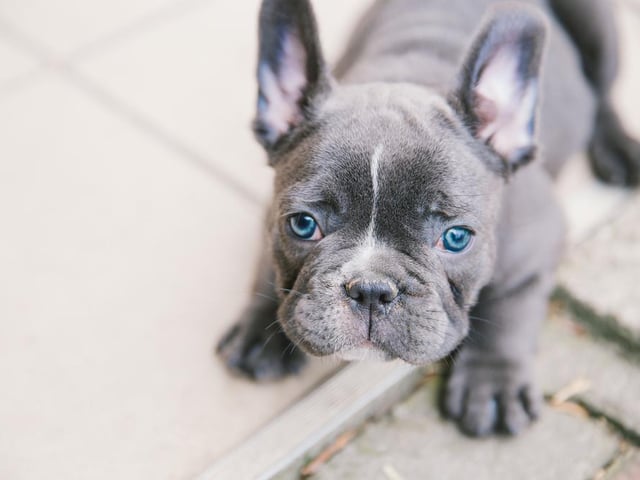 The ultimate companion, the French bulldog has increased in popularity over the last five years and it seems so has the price tag. increased 52% to £1,230 this year from £809 last July, making them one of the most expensive breeds on the list.
