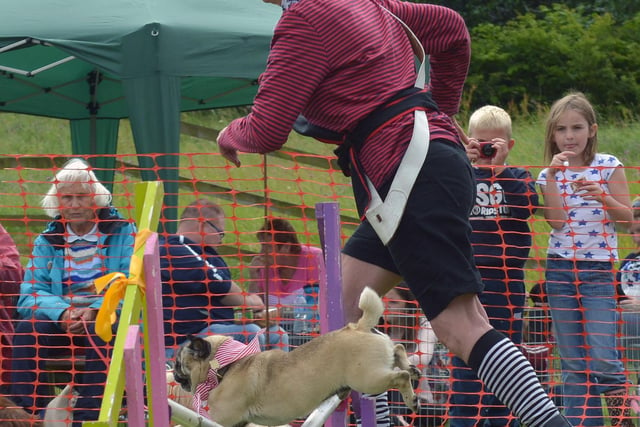 One of the dogs and owners taking part in the agility display held during the dogs day out event at Summerhill in 2014. Picture by FRANK REID
