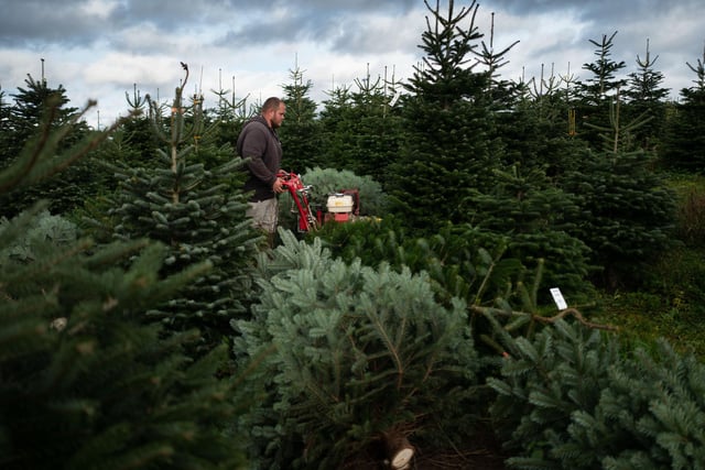 Celebrate Christmas in style at the B&M home store and garden centre on Baums Lane in Mansfield. For it has a large collection of real trees for sale, in a range of styles to suit any budget. Smaller trees can be found from just £15 to £25.