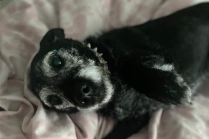 Molly, the 15-year-old Patterdale Cross, chilling out.