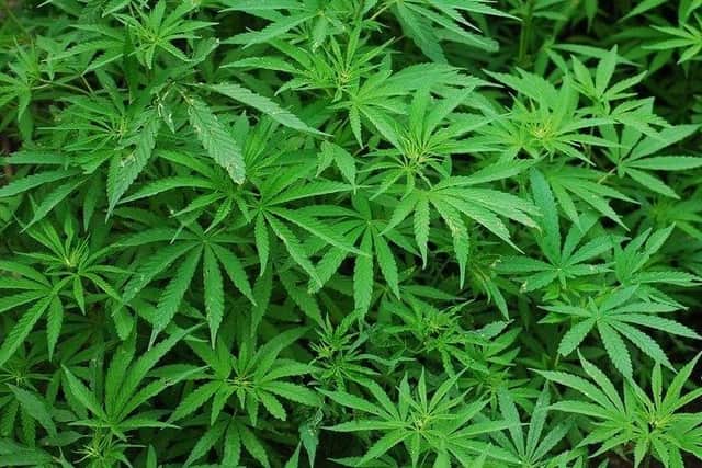 Sheffield Crown Court has heard how a Sheffield drug-offender has been given a suspended prison sentence after he was found to have 17 cannabis plants at his home with an estimated potential yield of between £11,520 and £17,900.