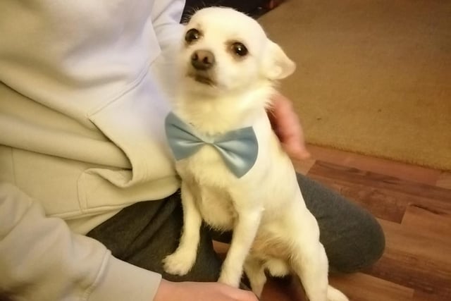 Look at this dapper wee pup.
