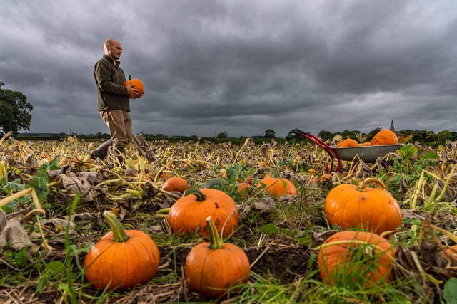 At Church Farm, Sessay, near Thirsk, Spilmans offers pumpkin picking every weekend and the whole week up to Halloween. A car ticket costing £10 is required for entry however the money is returned in credit to use throughout your visit. Pumpkin prices start from £1.