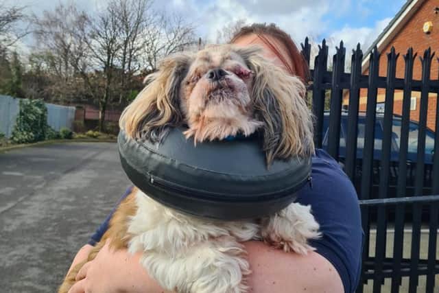 This blind little Sheffield dog, Jasper,  was today in urgent need of help after an emergency life-saving operation to remove his eye.