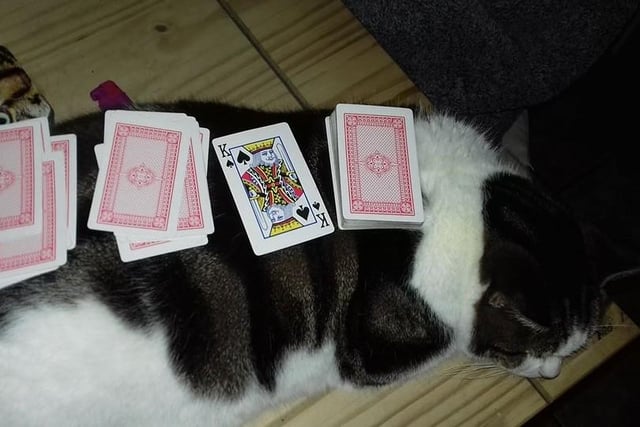 Ollie takes a cat nap during a game of cards.