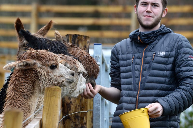 Matthew Ansley feeding the alpacas at Holly Hagg Farm, Long Lane, Sheffield