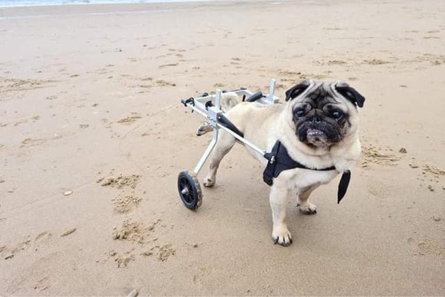 A trip to the seaside for Eric the pug.